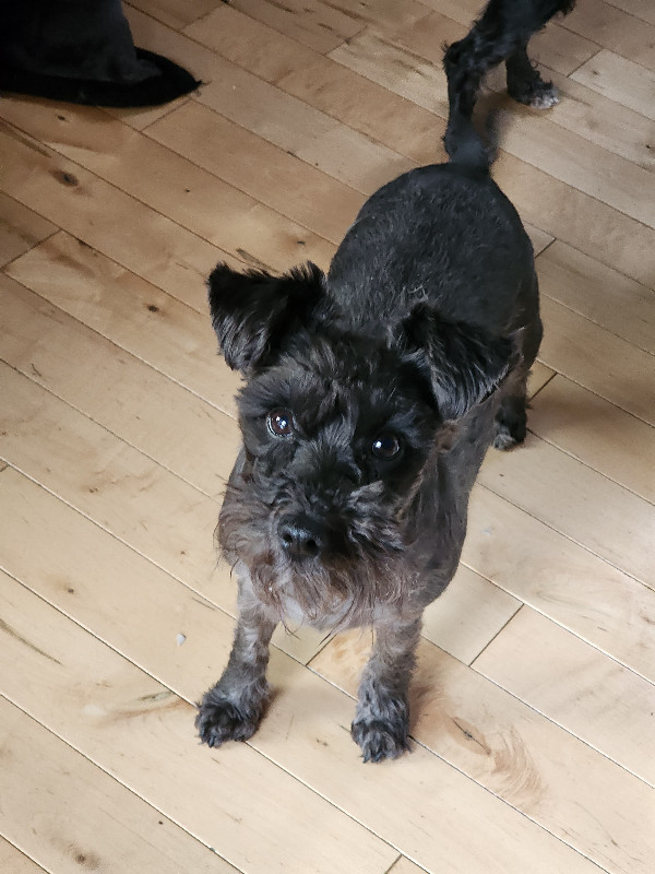 Miniature Schnauzers in Dogs & Puppies for Rehoming in Kamloops