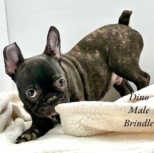 FRENCHTON PUPPIES in Dogs & Puppies for Rehoming in Edmonton - Image 2
