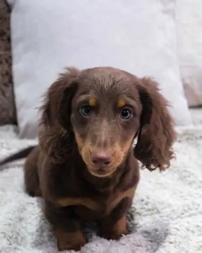Minature Long-Haired Dachshund puppies, View more