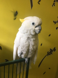 Tribella Cockatoo (looking for someone)