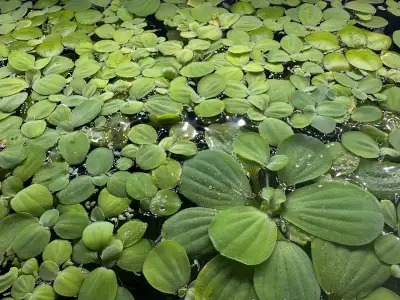 Aquarium Floating Plants Leaf Lettuce, View more