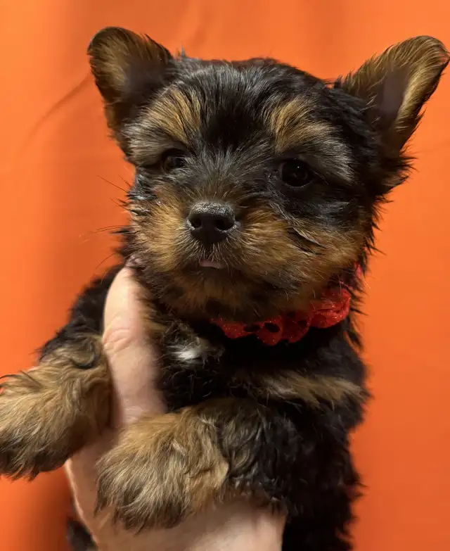 Yorkies puppies in Dogs & Puppies for Rehoming in Fredericton - Image 6
