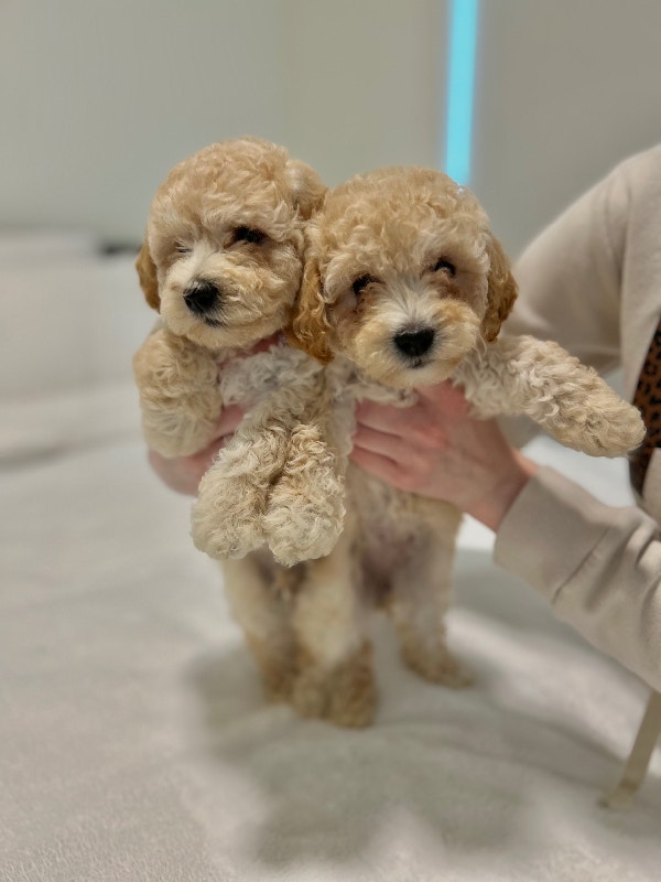 Sweet toy poodle mix puppies Dogs & Puppies for Rehoming City of