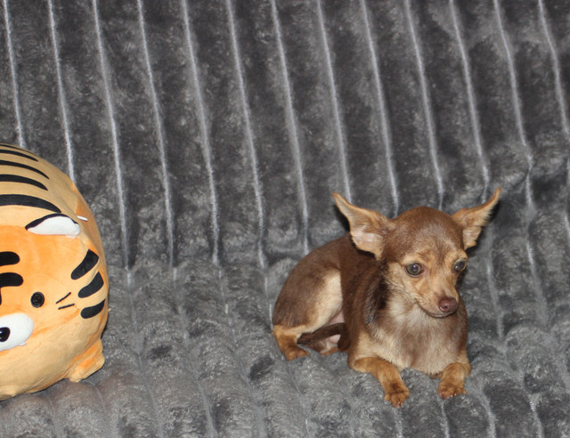 Chihuahua❤️Mâle mini❤️Protection100%.GarantieTop Qualité★★★ dans Chiens et chiots à adopter  à Laval/Rive Nord - Image 2