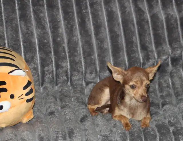 Chihuahua❤️Mâle mini❤️Protection100%.GarantieTop Qualité★★★ in Dogs & Puppies for Rehoming in Laval / North Shore - Image 3