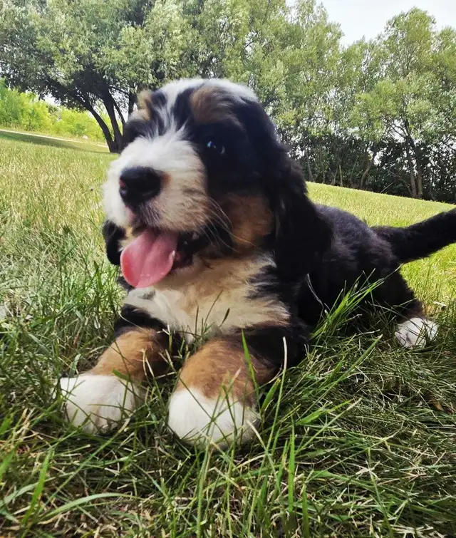bernedoodle puppies in Dogs & Puppies for Rehoming in Winnipeg - Image 8