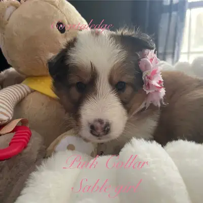 Shelties /Shetland sheepdog, View more