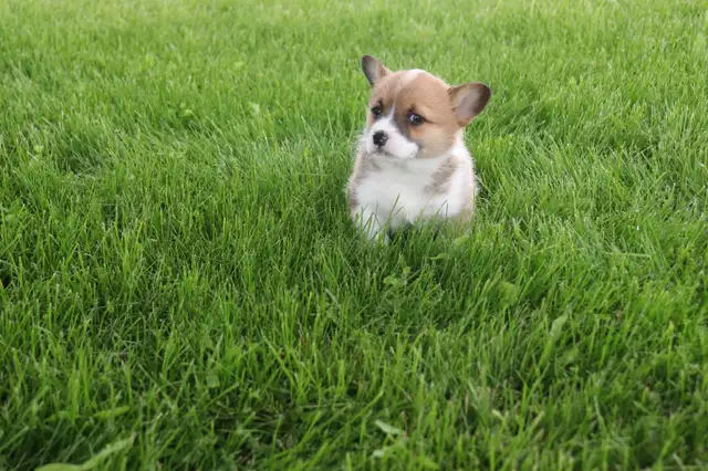 Two CKC Registered Female Pembroke Welsh Corgi Pups Available in Dogs & Puppies for Rehoming in Sarnia - Image 4