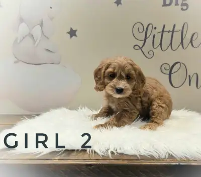 Cockapoo Puppies, View more