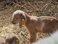 Bottle Baby Kid Goat