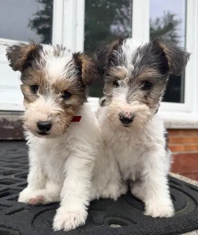 Wire Fox Puppies- Thank you for your interest ALL SOLD NOW, View more