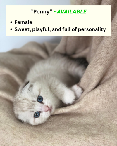 Scottish Fold Mix Kittens -Almost Ready for Their Forever Homes! $1,300 Each We are excited to offer...