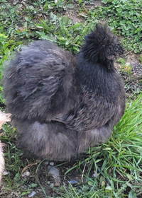 Blue Silkie Hens. One Laying