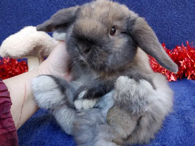 EXTRAORDINARY BABY HOLLAND LOPS in Small Animals for Rehoming in Ottawa - Image 11