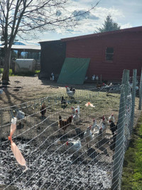 Chicken flock for sale opportunity 