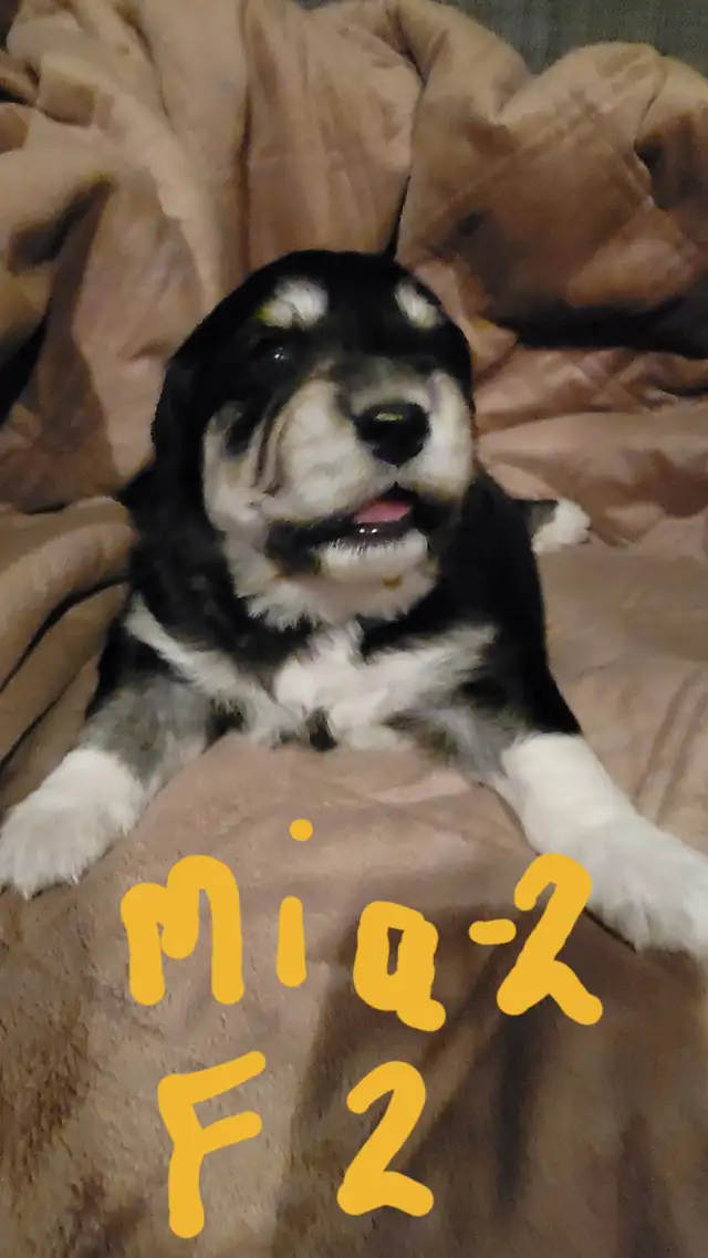 Tibetan Mastiff/Great Pyrenees Puppies in Dogs & Puppies for Rehoming in Quesnel - Image 4