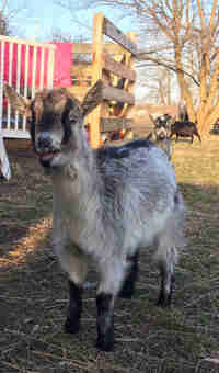 Miniature female goats
