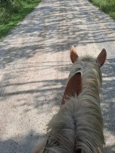 Belgian Mare For Sale or Trade, View more