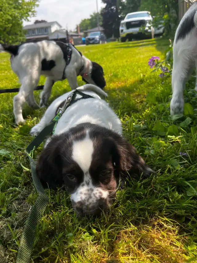 Epagneul Francais Puppy only 4 available in Dogs & Puppies for Rehoming in Oakville / Halton Region - Image 4