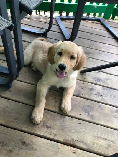 Golden retriever puppy male, View more