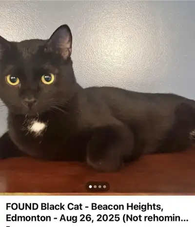 Lost Kitty Cat, View more