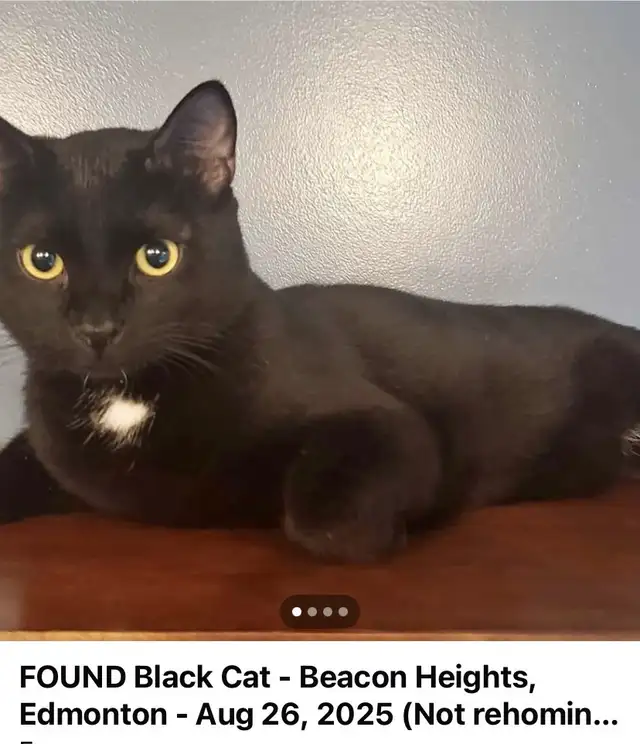 Beautiful Lost Kitty Cat--Needs to Get Home in Lost & Found in Edmonton - Image 2