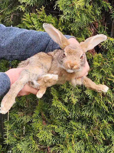 Soft mount rabbit, View more