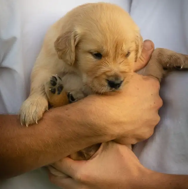 Golden Retriever Puppies: Show Lines! OFA CHIC certified! in Dogs & Puppies for Rehoming in Norfolk County - Image 3