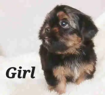 Tiny Yorkie Puppies with a Touch of Mini Pug!, View more