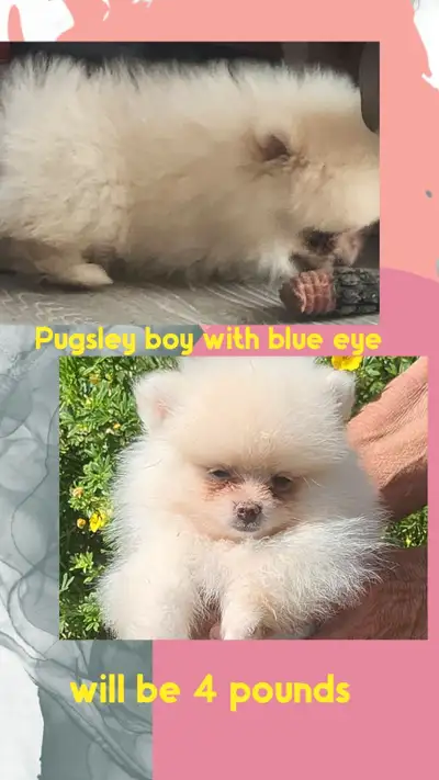 beautiful Pomerania's puppies, View more
