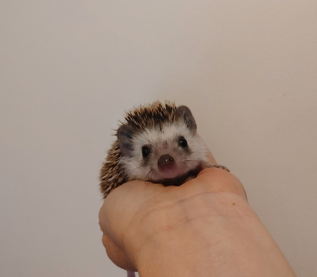 Hedgehog in Small Animals for Rehoming in London - Image 3