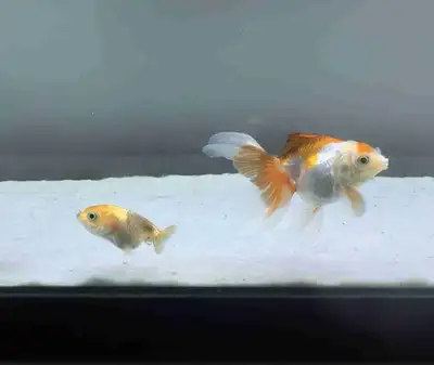 Goldfish - oranda and Ranchu, View more