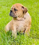 ⭐️ENGLISH BULLDOG⭐️ in Dogs & Puppies for Rehoming in Kingston - Image 3