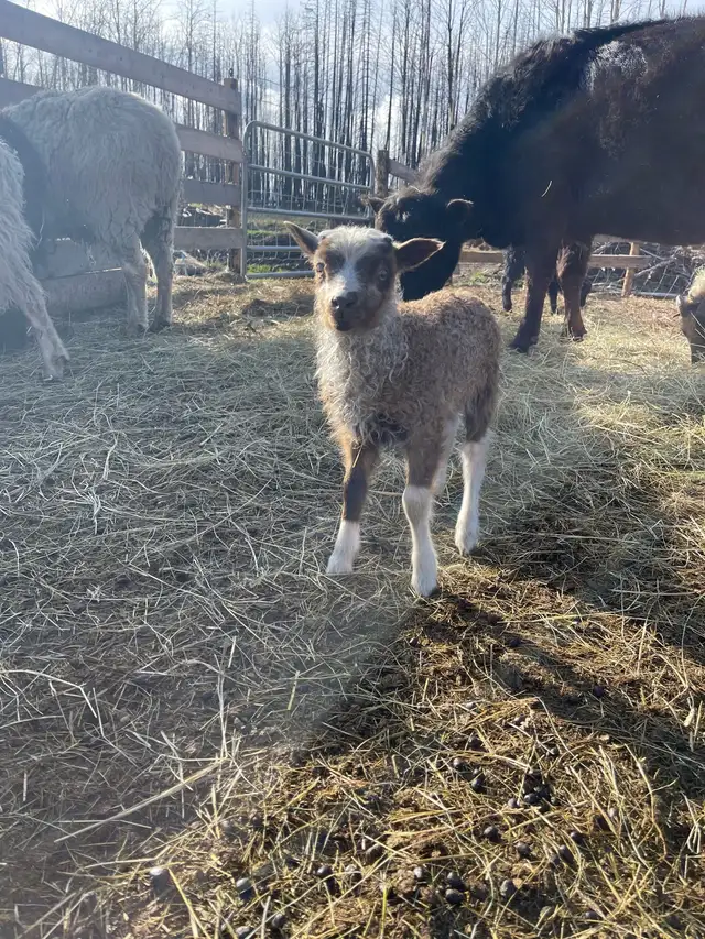 2025 Icelandic ewe lambs  in Livestock in Burns Lake - Image 6