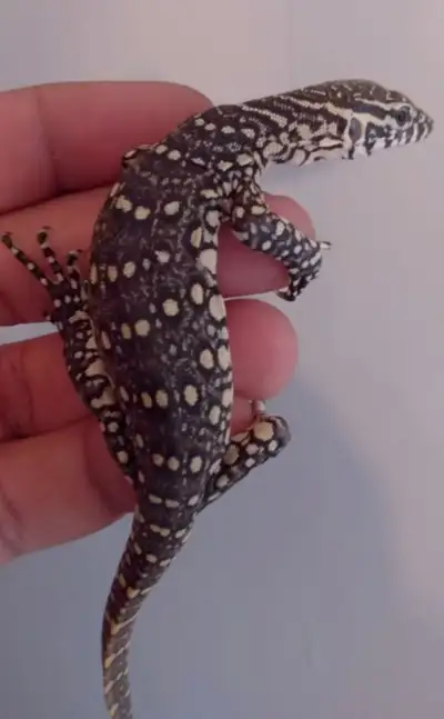 Baby Nile Monitors (Two for $375), View more