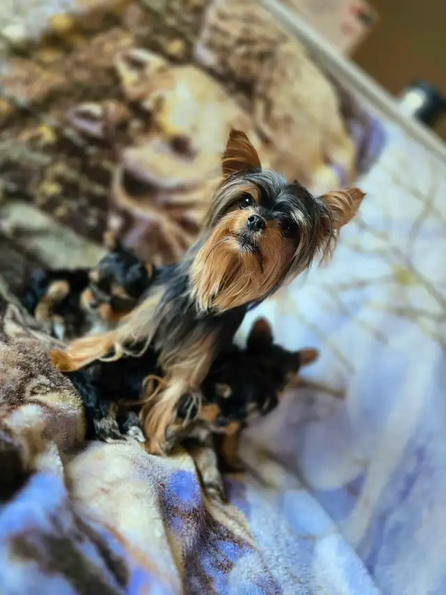 Tiny Yorkies in Dogs & Puppies for Rehoming in Winnipeg - Image 10