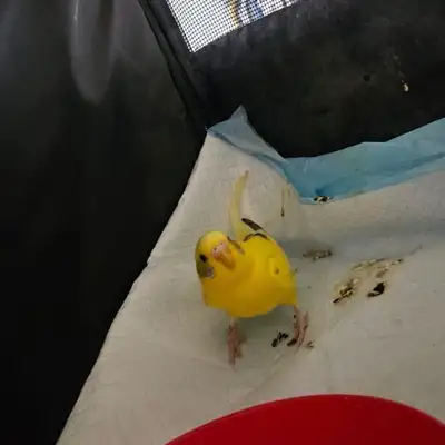 PERRUCHE TROUVÉE/ FOUND BUDGIE– Montréal , View more