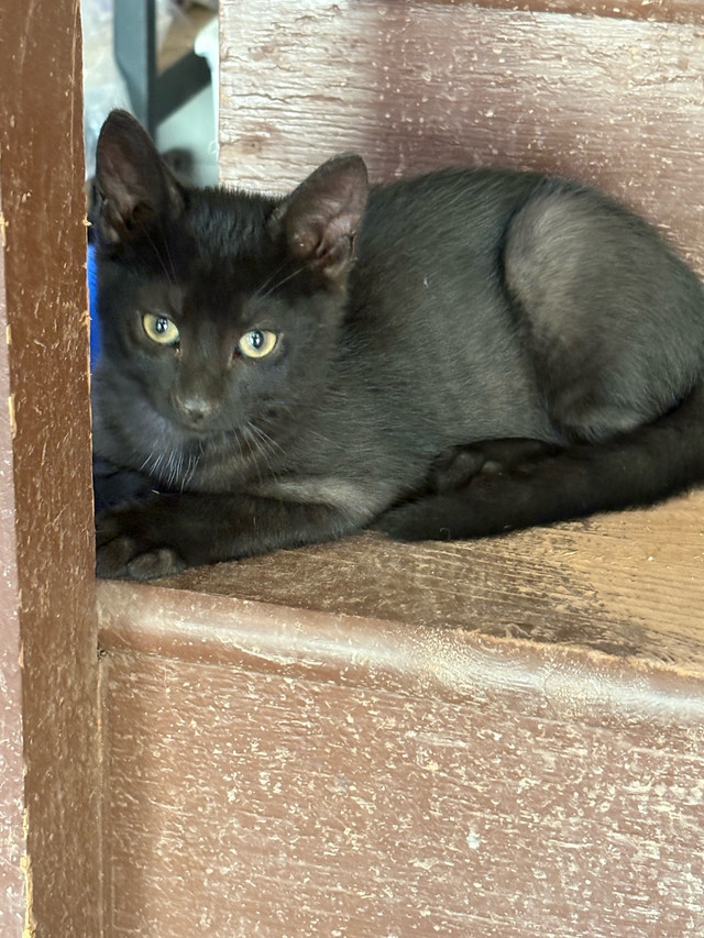 2 Male kittens looking for their furever home in Cats & Kittens for Rehoming in Fredericton