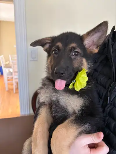 German Shepherd Puppy, View more
