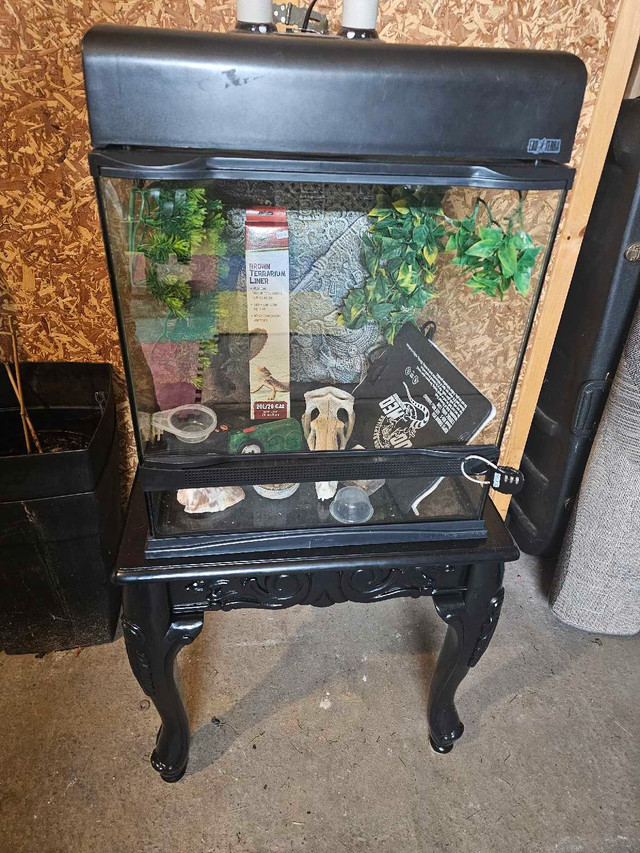terrarium équipé  dans Reptiles et amphibiens à adopter  à Saint-Hyacinthe