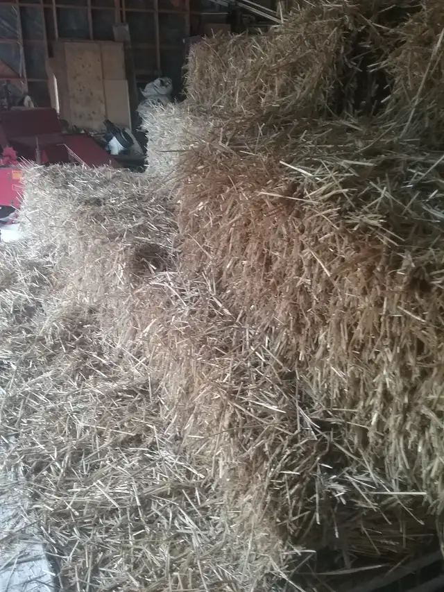 small straw bales in Livestock in Owen Sound - Image 4