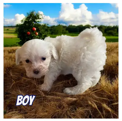 Toy Maltipoo F1❤️❤️, View more