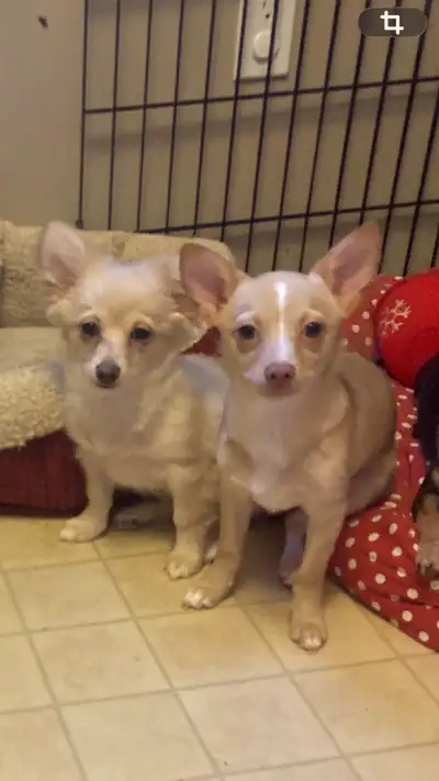 Chihuahua Puppies For Sale., View more
