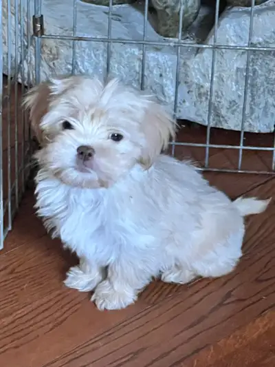 Havanese Shih Tzu Puppies *Nonshedding, Cute, Smart, Family Dogs, View more