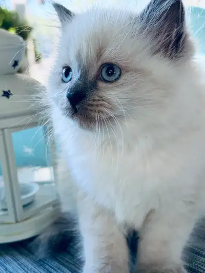 Beautiful Blue Point Ragdoll Kittens – Male & Female Available, View more