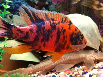 Cichlidee africains à Repentigny bébé à $5 -607-7993, View more