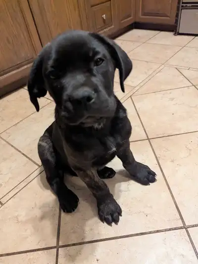 Cane Corso puppy , View more