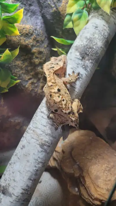 Dalmatian crested gecko, View more