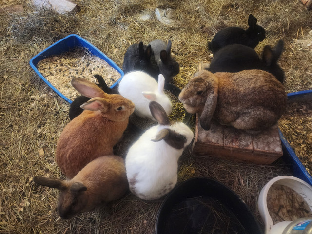 Socialized Domestic and Flemish Giant Baby Bunnies in Small Animals for Rehoming in North Bay - Image 4