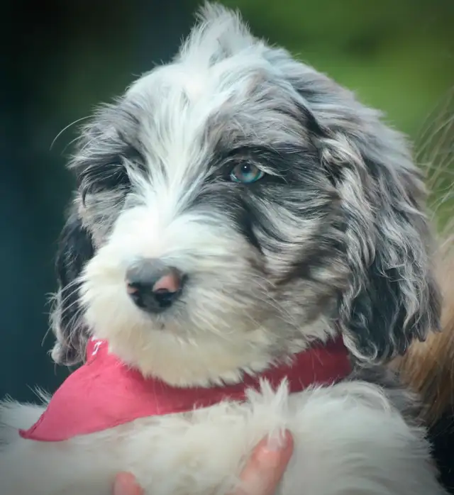 6 TRÈS  RARES BORDOODLES, DOODLES,   CHIOTS,PUPPY in Dogs & Puppies for Rehoming in Laurentides - Image 11